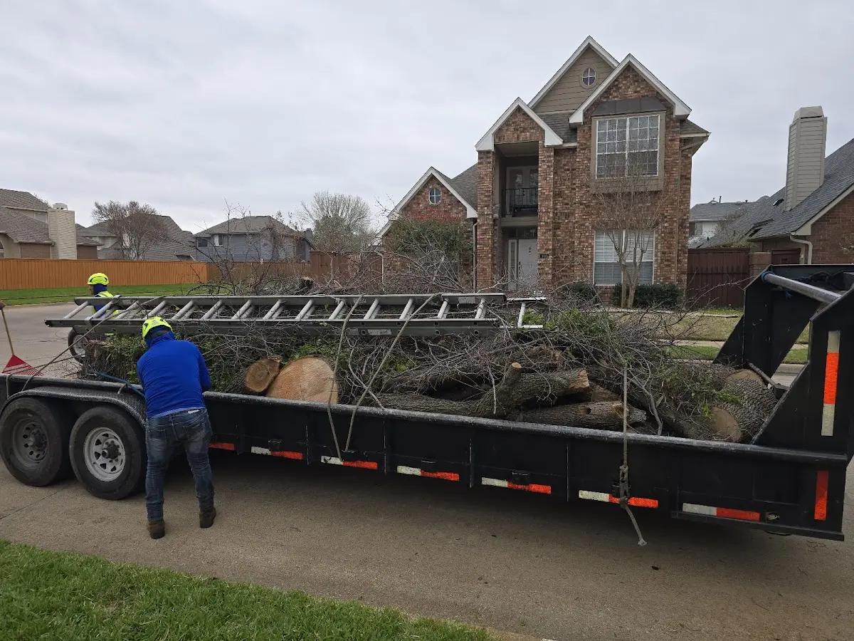 Expert Tree Pest Control with proper safety equipment in Wallins Creek